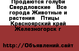 Продаются голуби Свердловские - Все города Животные и растения » Птицы   . Красноярский край,Железногорск г.